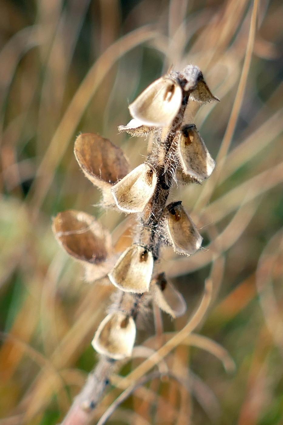Image of Scutellaria orientalis specimen.