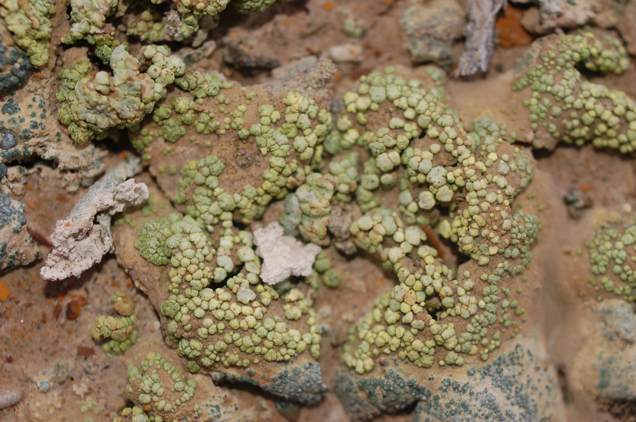 Image of Acarospora schleicheri specimen.