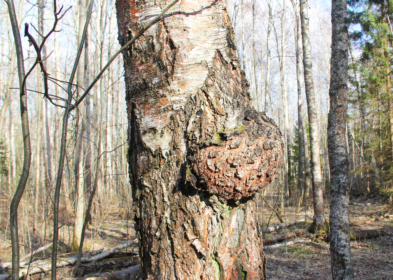 Image of Betula pendula specimen.