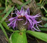 Centaurea phrygia