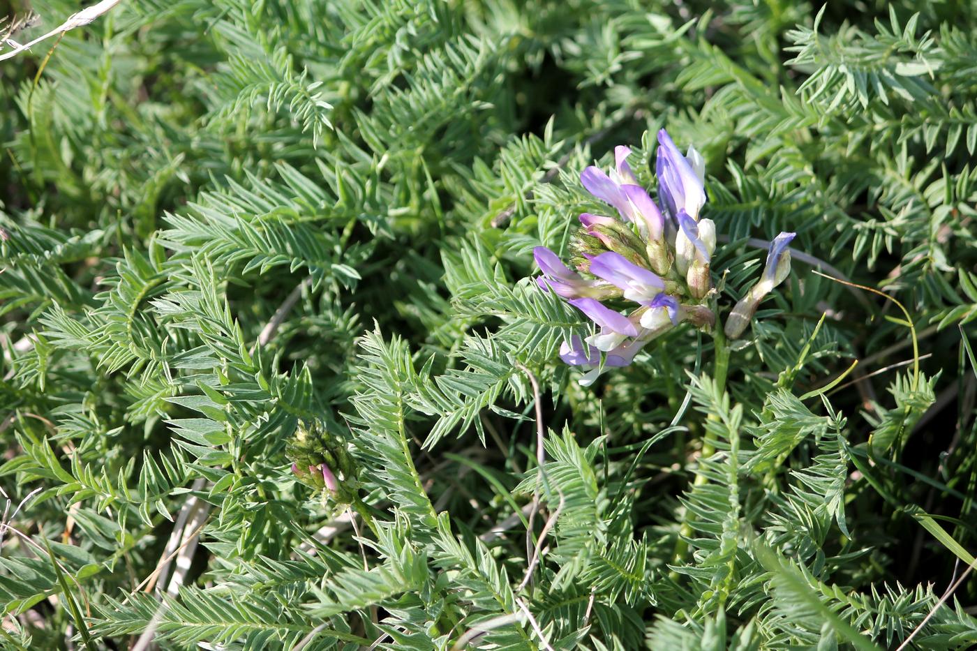 Image of Astragalus masenderanus specimen.