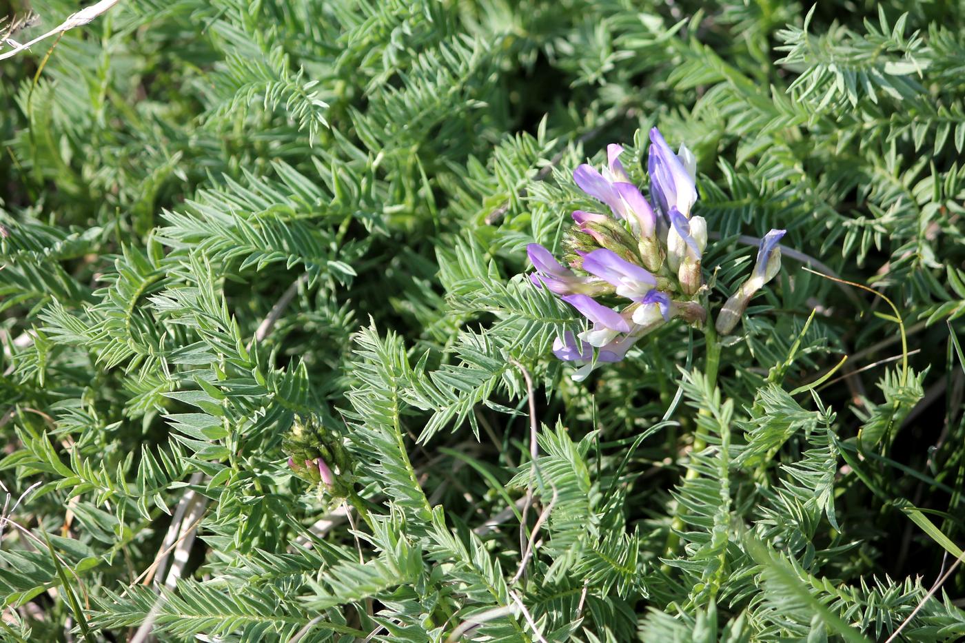 Изображение особи Astragalus skorniakowii.