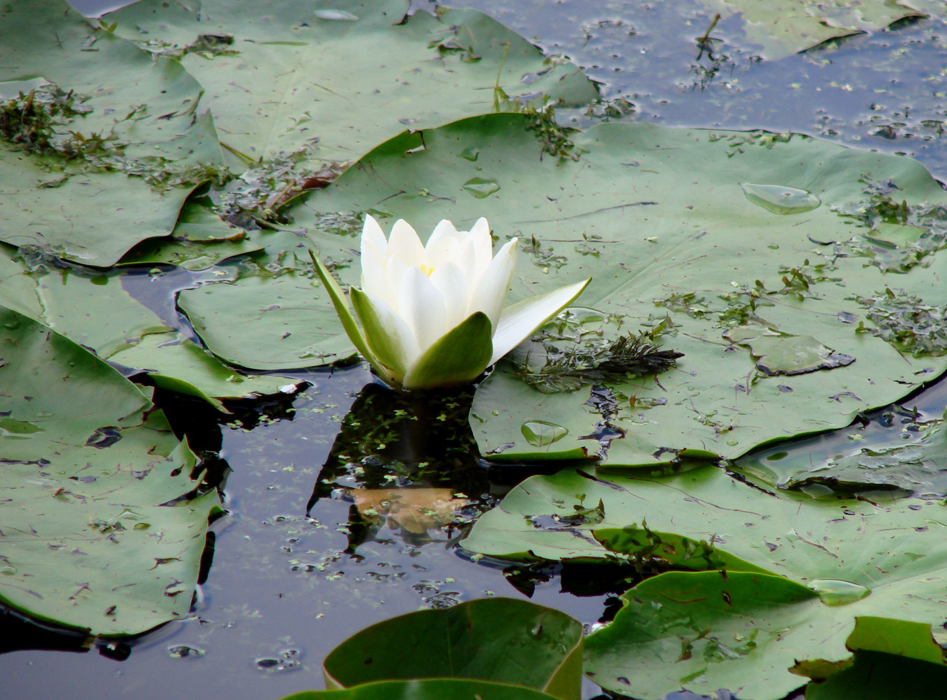 Изображение особи Nymphaea alba.