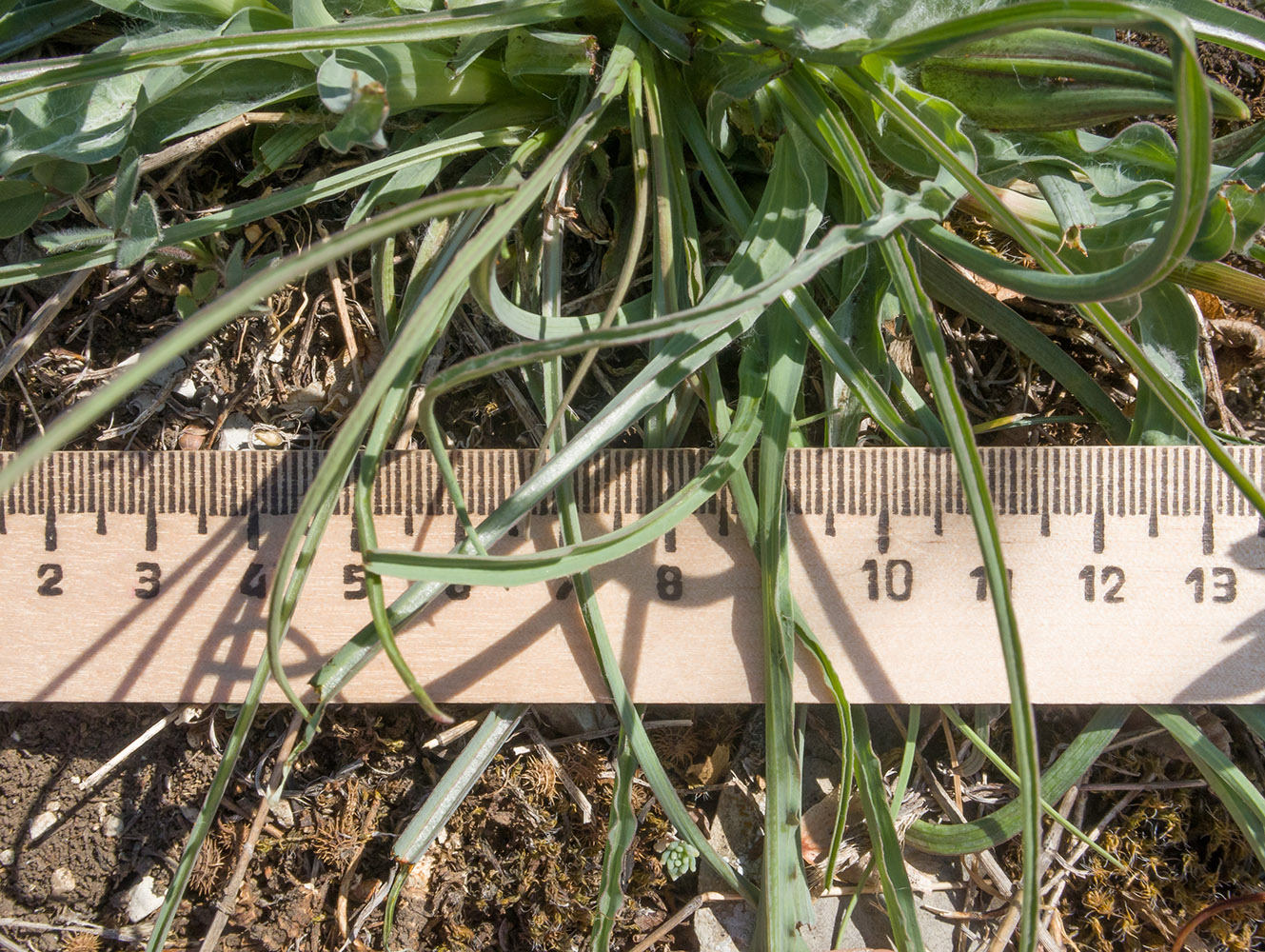 Image of genus Tragopogon specimen.