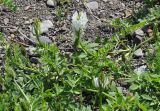 Astragalus marinus