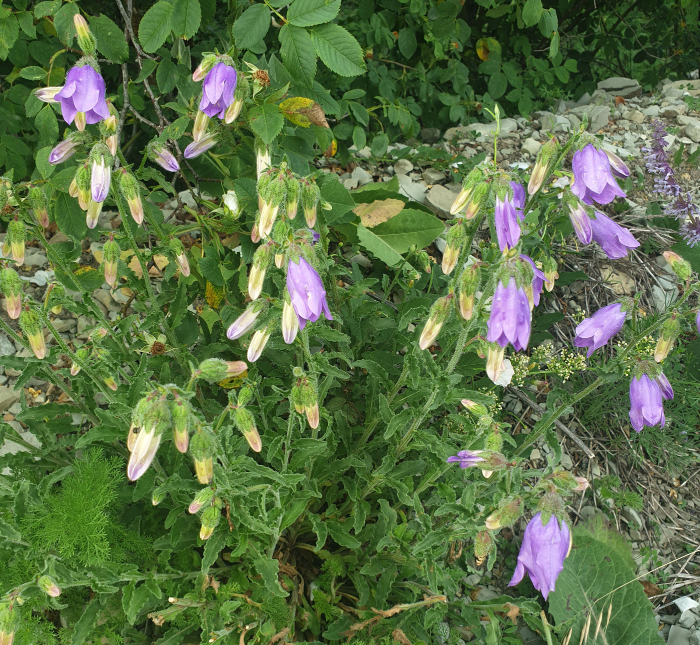 Image of Campanula komarovii specimen.