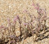 genus Suaeda