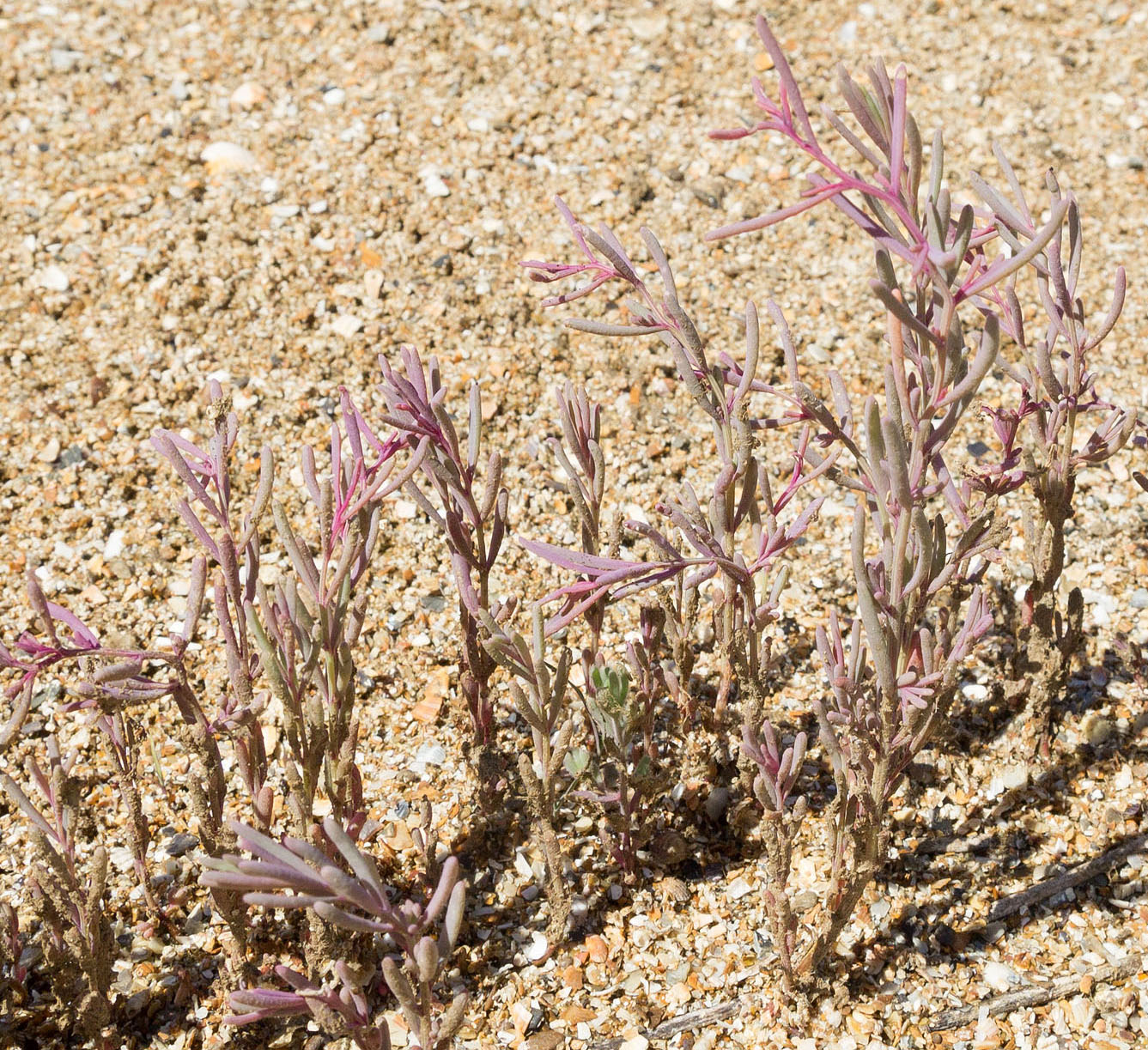 Image of genus Suaeda specimen.