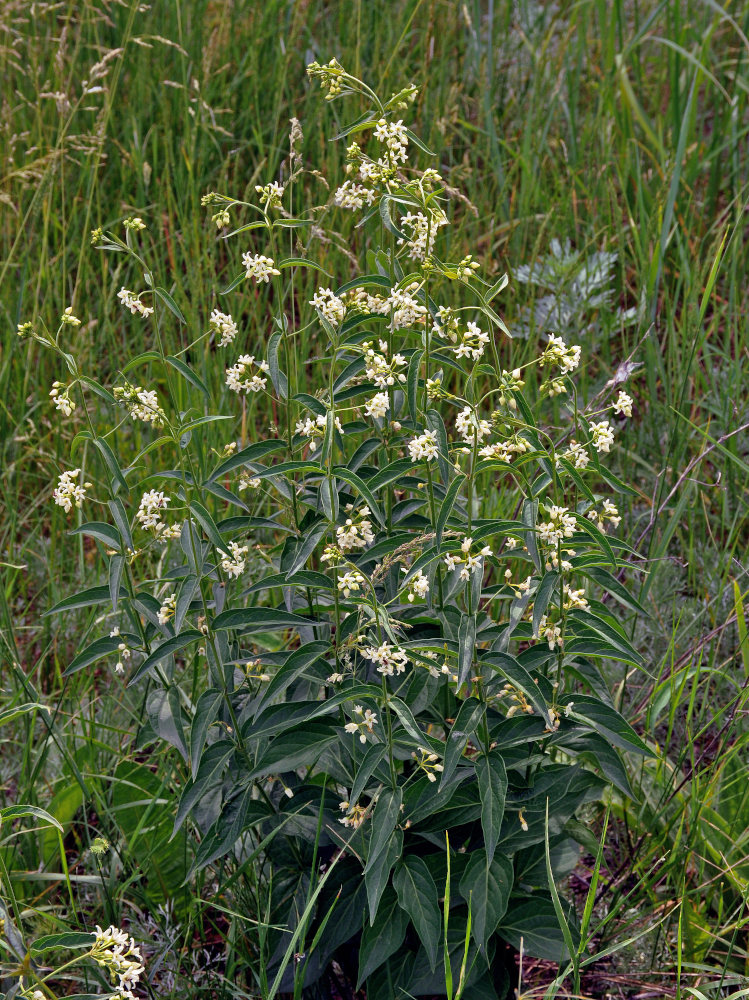 Image of Vincetoxicum hirundinaria specimen.