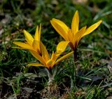 Crocus korolkowii