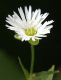 Fimbripetalum radians. Цветок. Приморский край, Ольгинский р-н, окр. с. Милоградово. 11.08.2009.