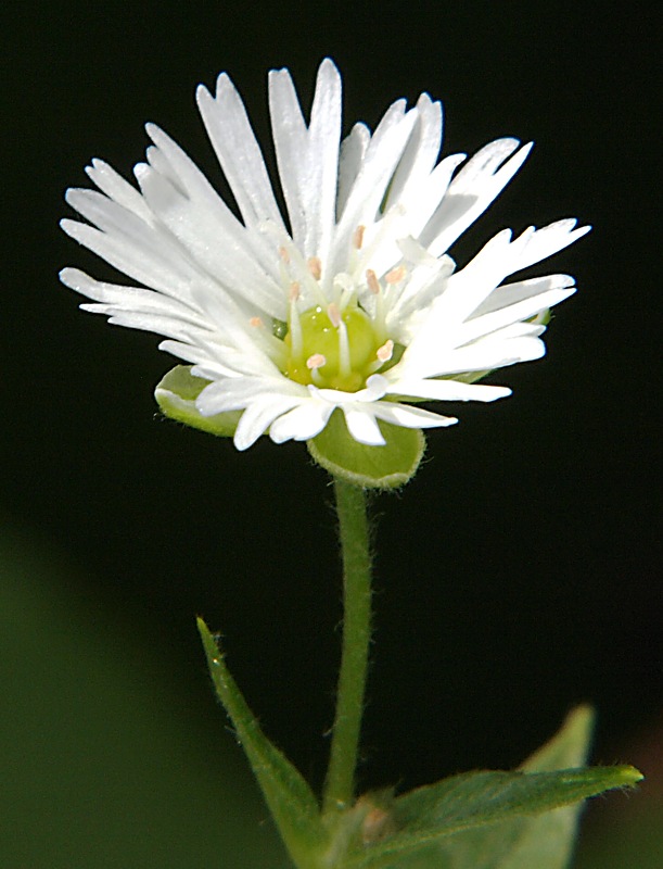 Изображение особи Fimbripetalum radians.