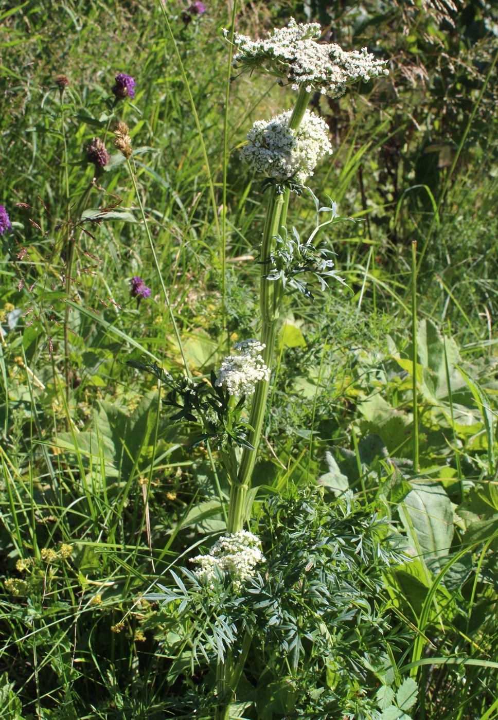 Image of Selinum carvifolia specimen.