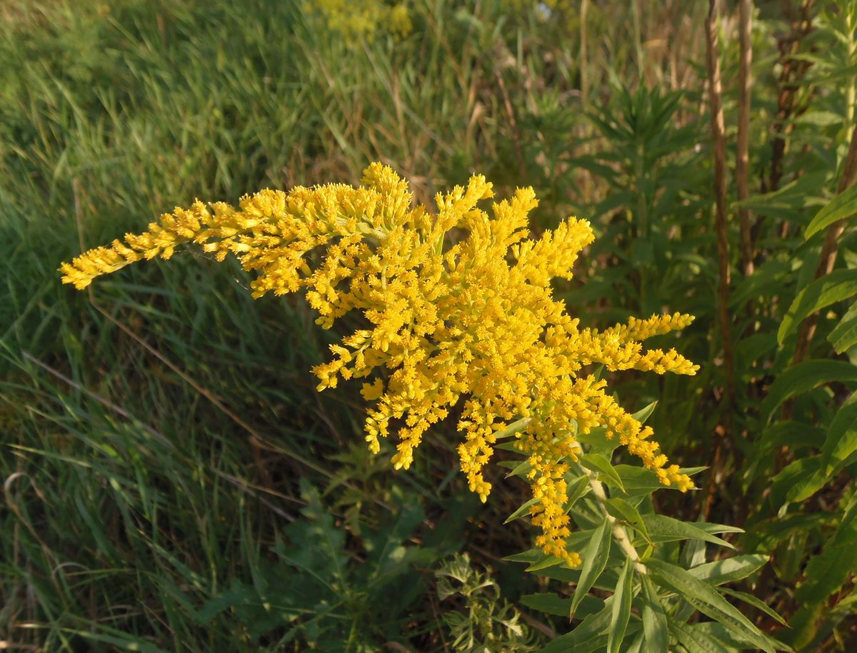 Изображение особи Solidago canadensis.