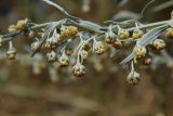 Artemisia absinthium