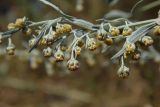 Artemisia absinthium. Часть побега с соцветиями. Республика Адыгея, г. Майкоп, восточная окраина, рудеральный луг, зарастающий деревьями и кустами. 19.07.2020.