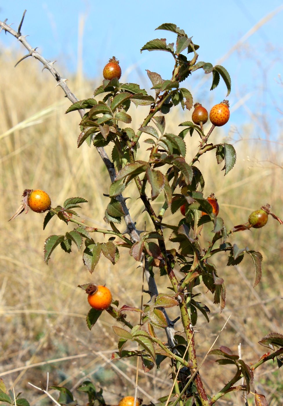 Image of Rosa schmalhauseniana specimen.
