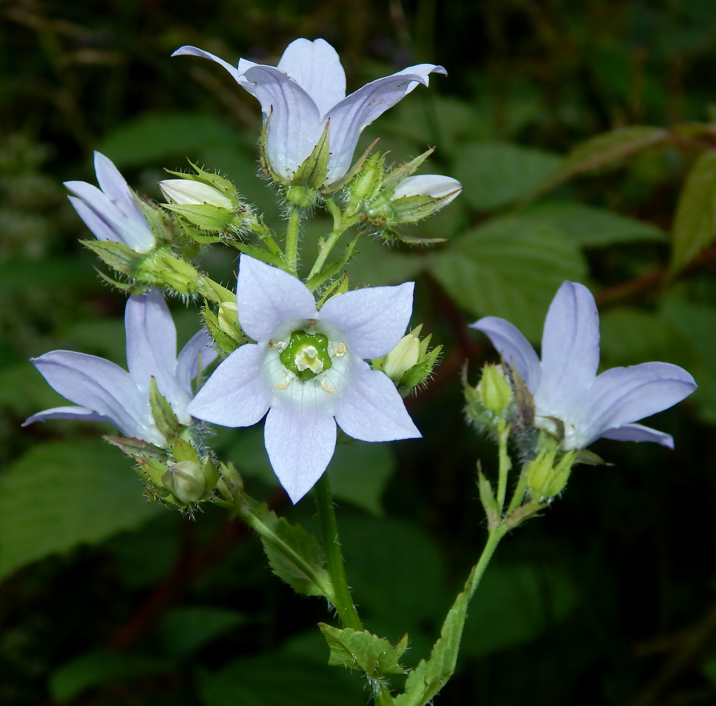 Image of Gadellia lactiflora specimen.