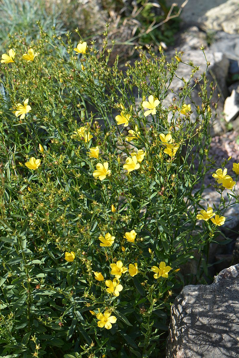 Image of genus Linum specimen.