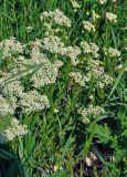 Cardaria draba