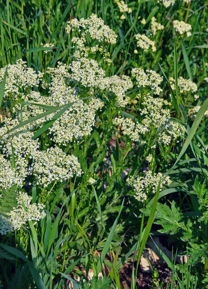 Image of Cardaria draba specimen.