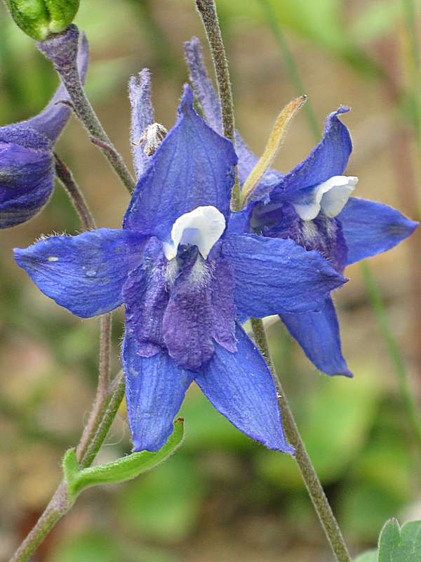 Изображение особи Delphinium brachycentrum.