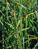 Equisetum fluviatile