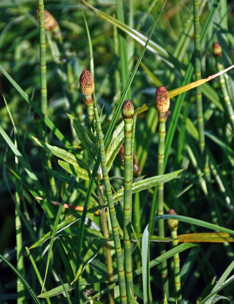 Изображение особи Equisetum fluviatile.