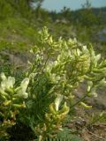 Oxytropis katangensis