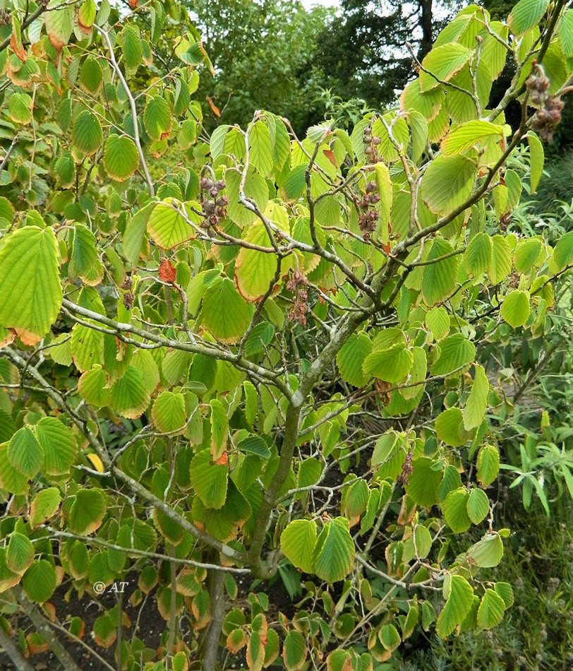 Image of Corylopsis sinensis specimen.