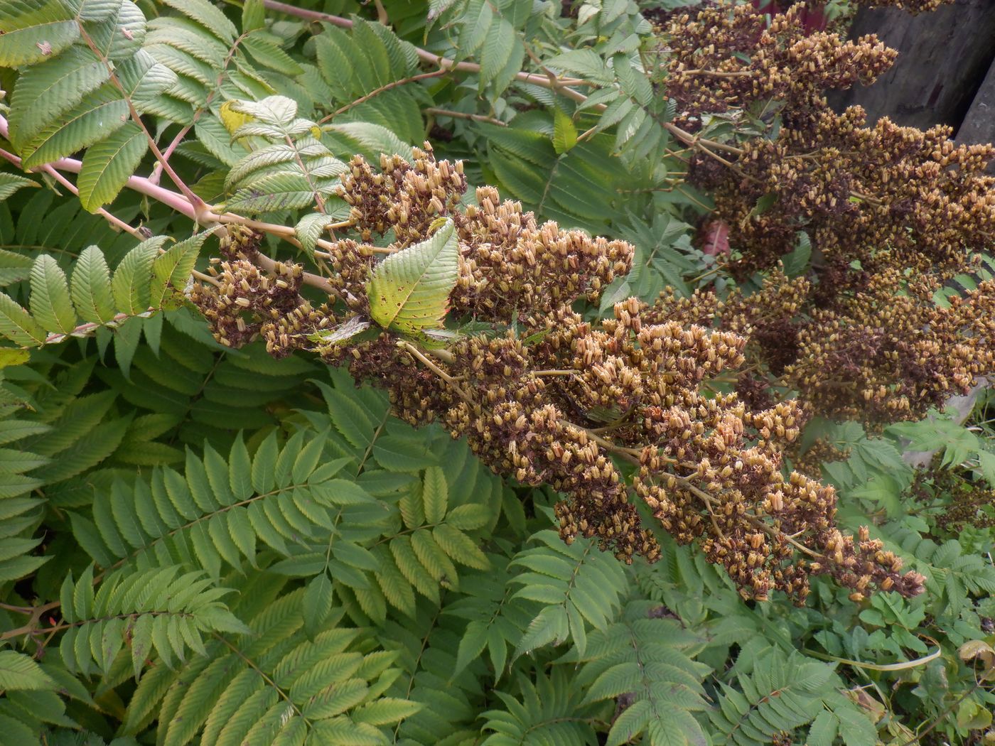 Изображение особи Sorbaria sorbifolia.