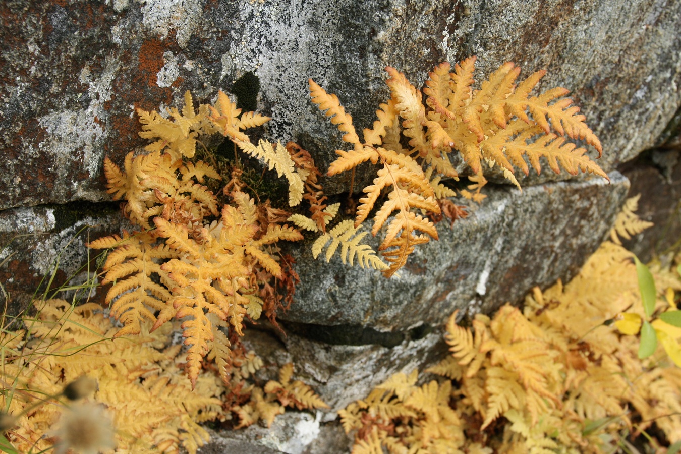 Image of Phegopteris connectilis specimen.