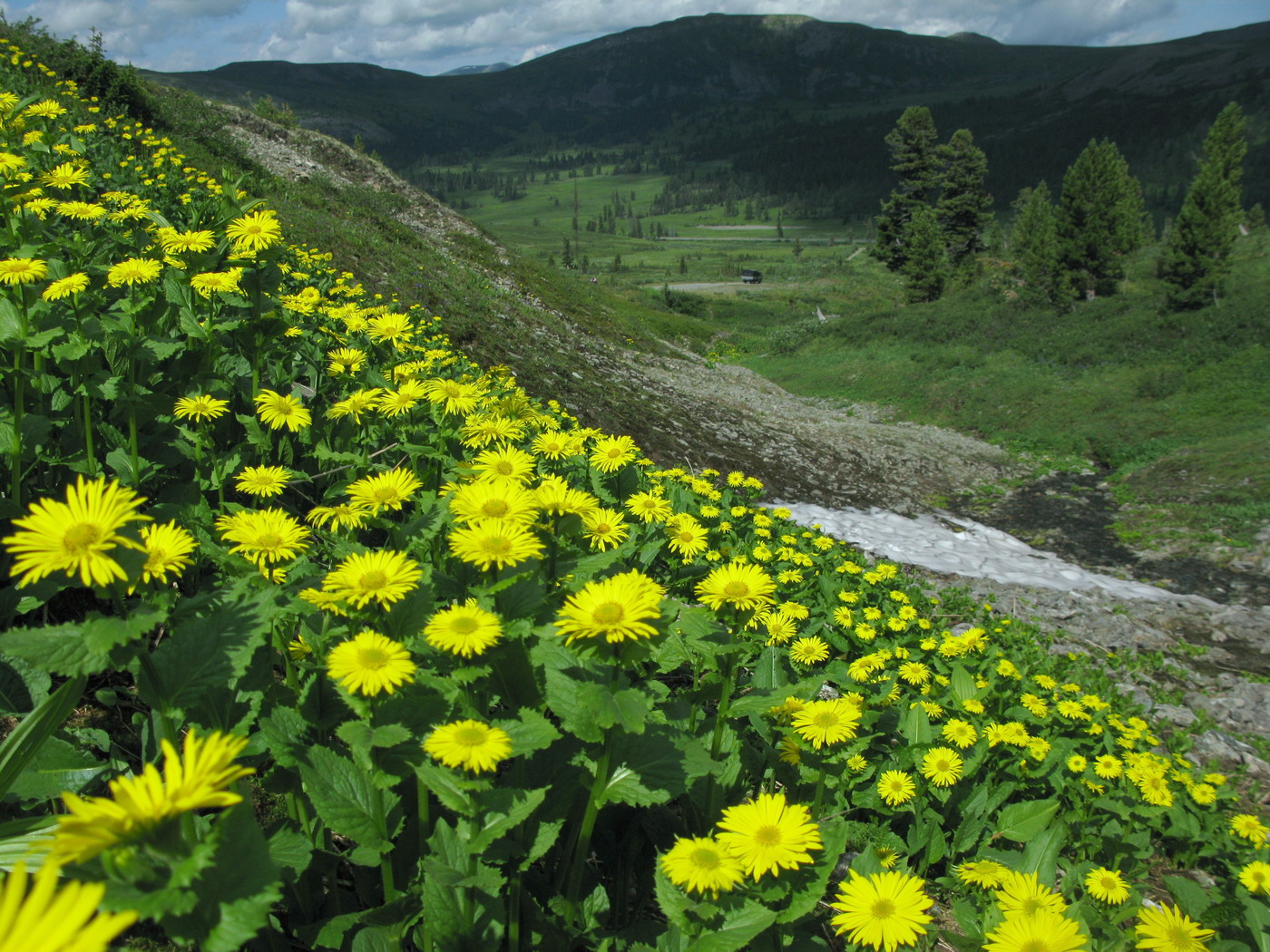 Изображение особи Doronicum altaicum.