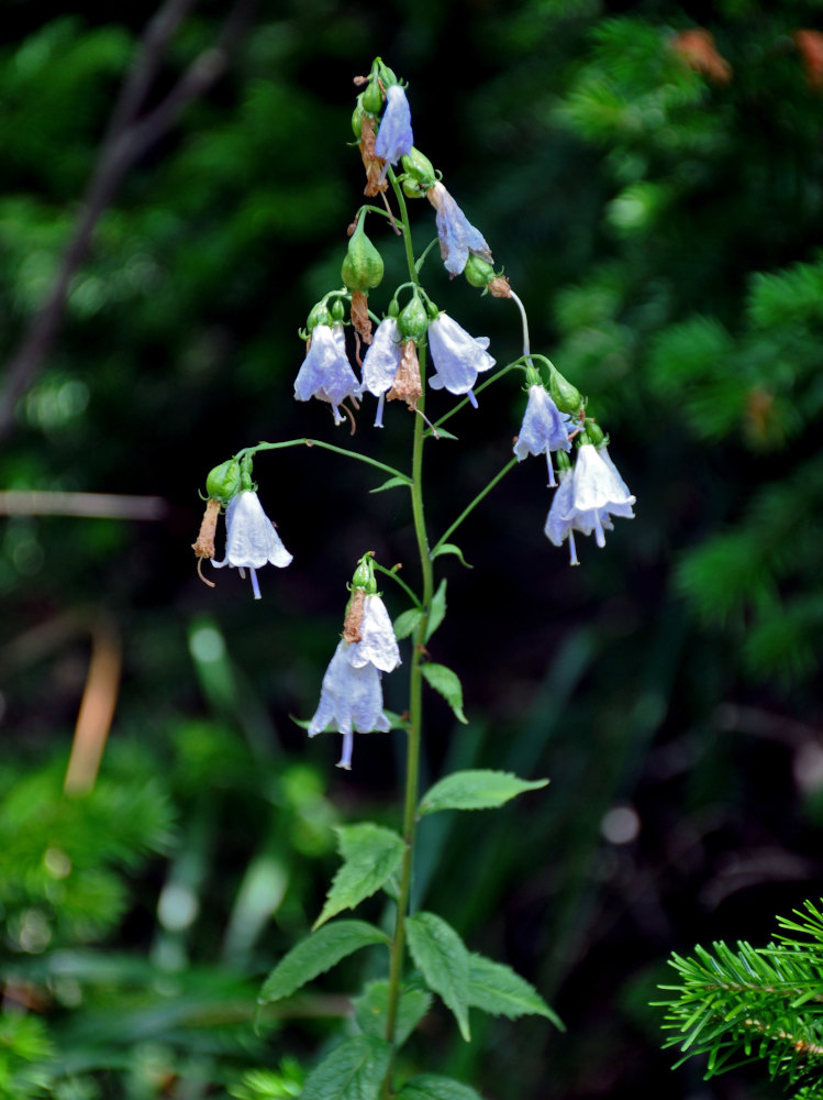 Изображение особи Adenophora liliifolia.