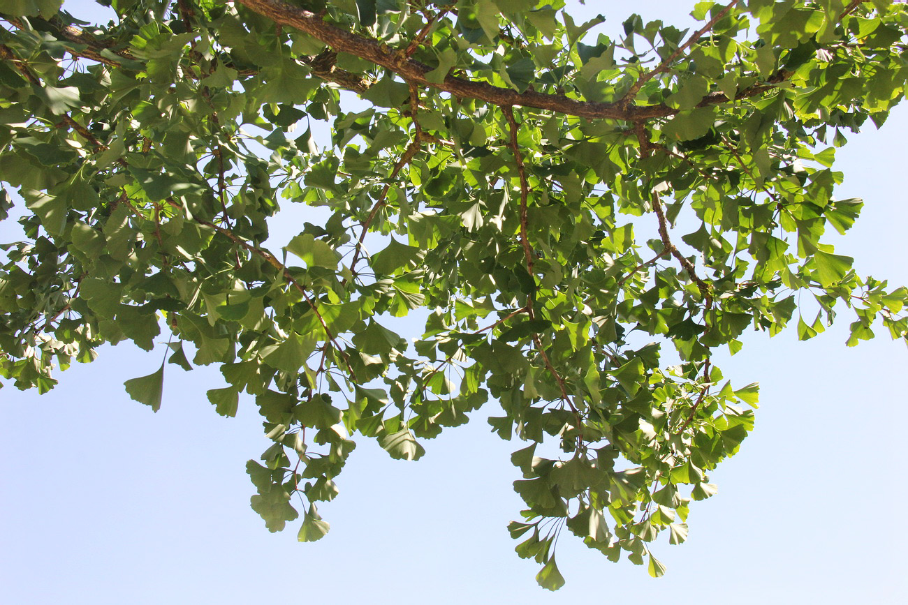 Image of Ginkgo biloba specimen.