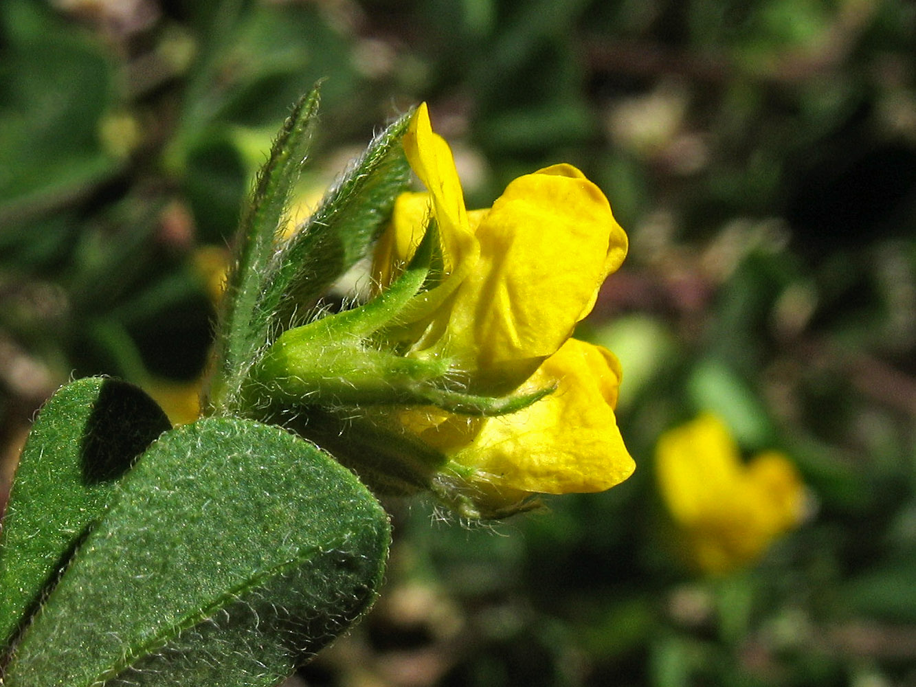 Image of Lotus ornithopodioides specimen.