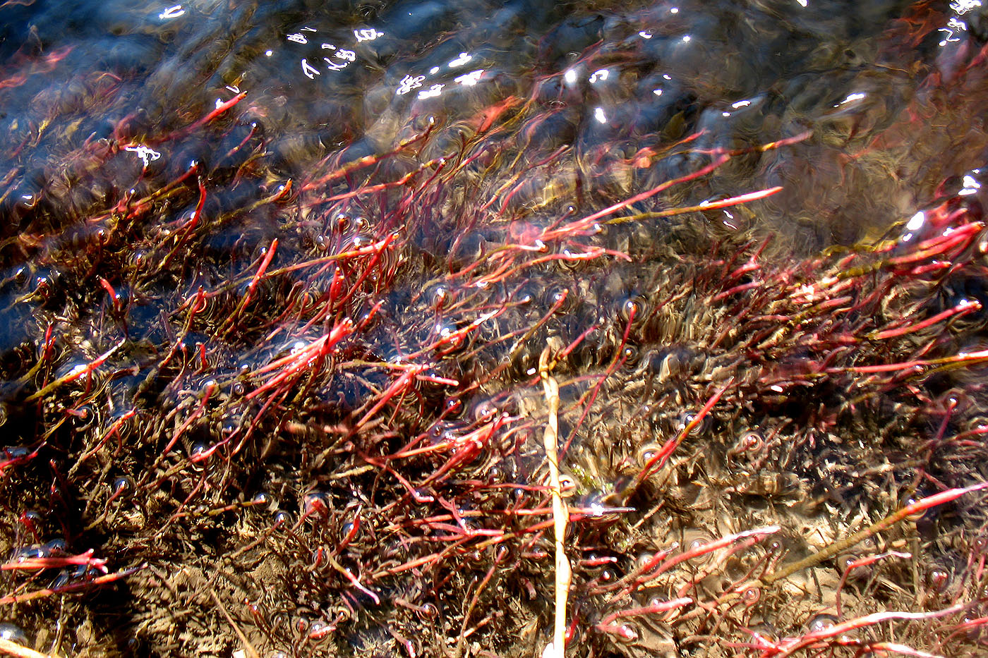 Image of Salix euxina specimen.
