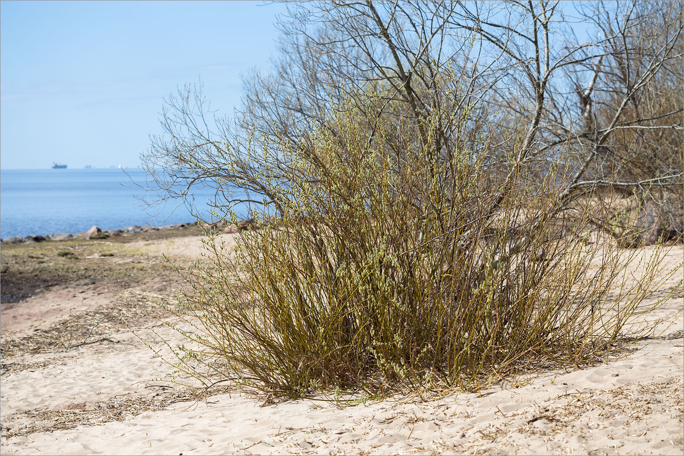 Image of genus Salix specimen.