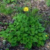 Doronicum orientale