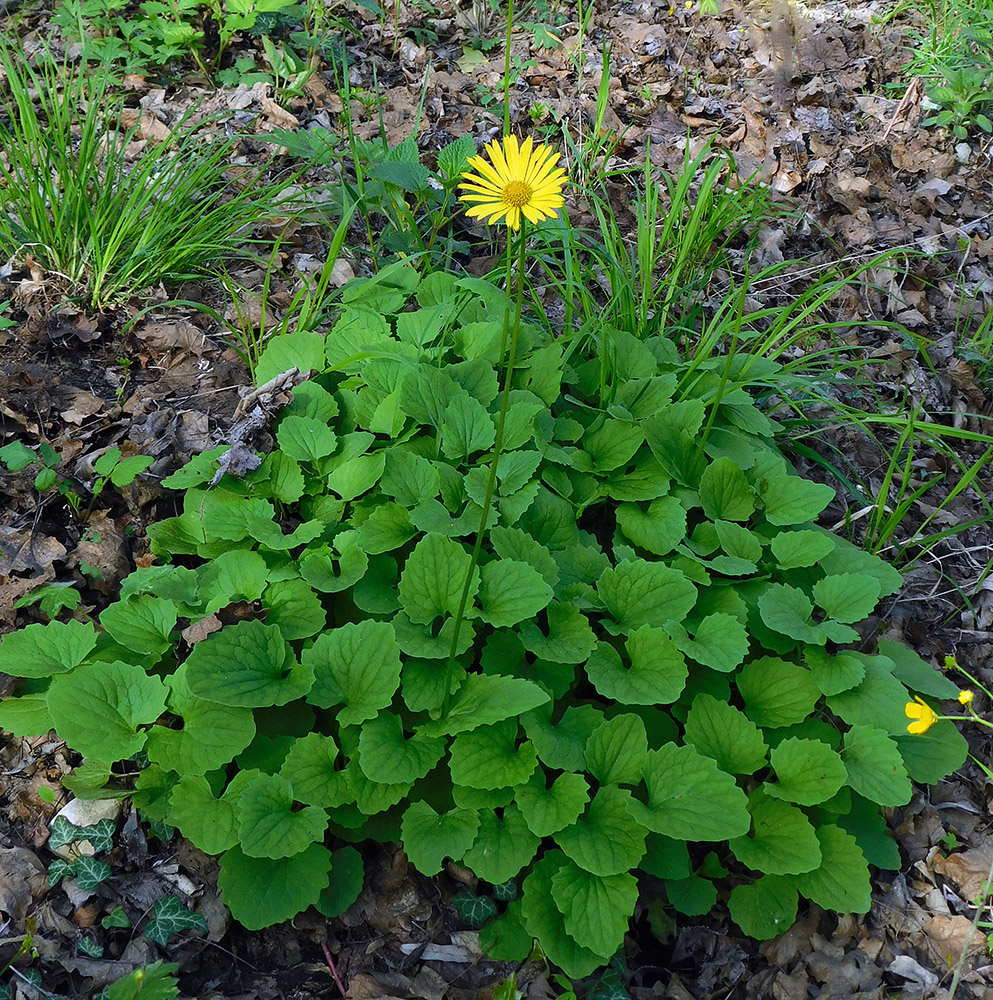 Изображение особи Doronicum orientale.