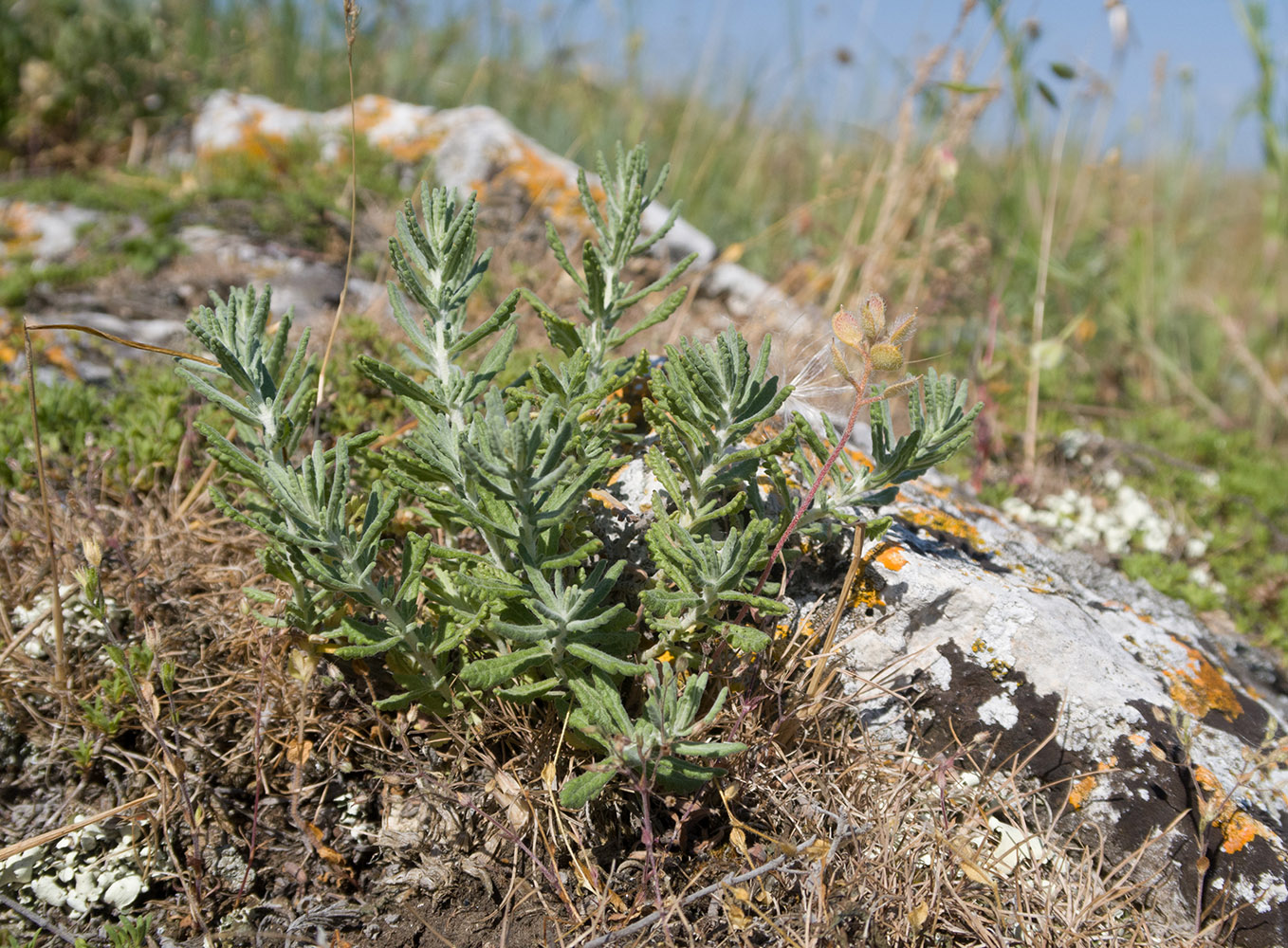 Изображение особи Teucrium capitatum.