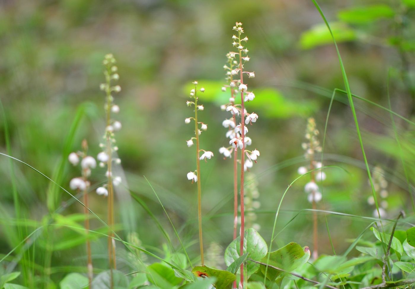 Image of Pyrola rotundifolia specimen.