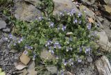 Scutellaria alpina