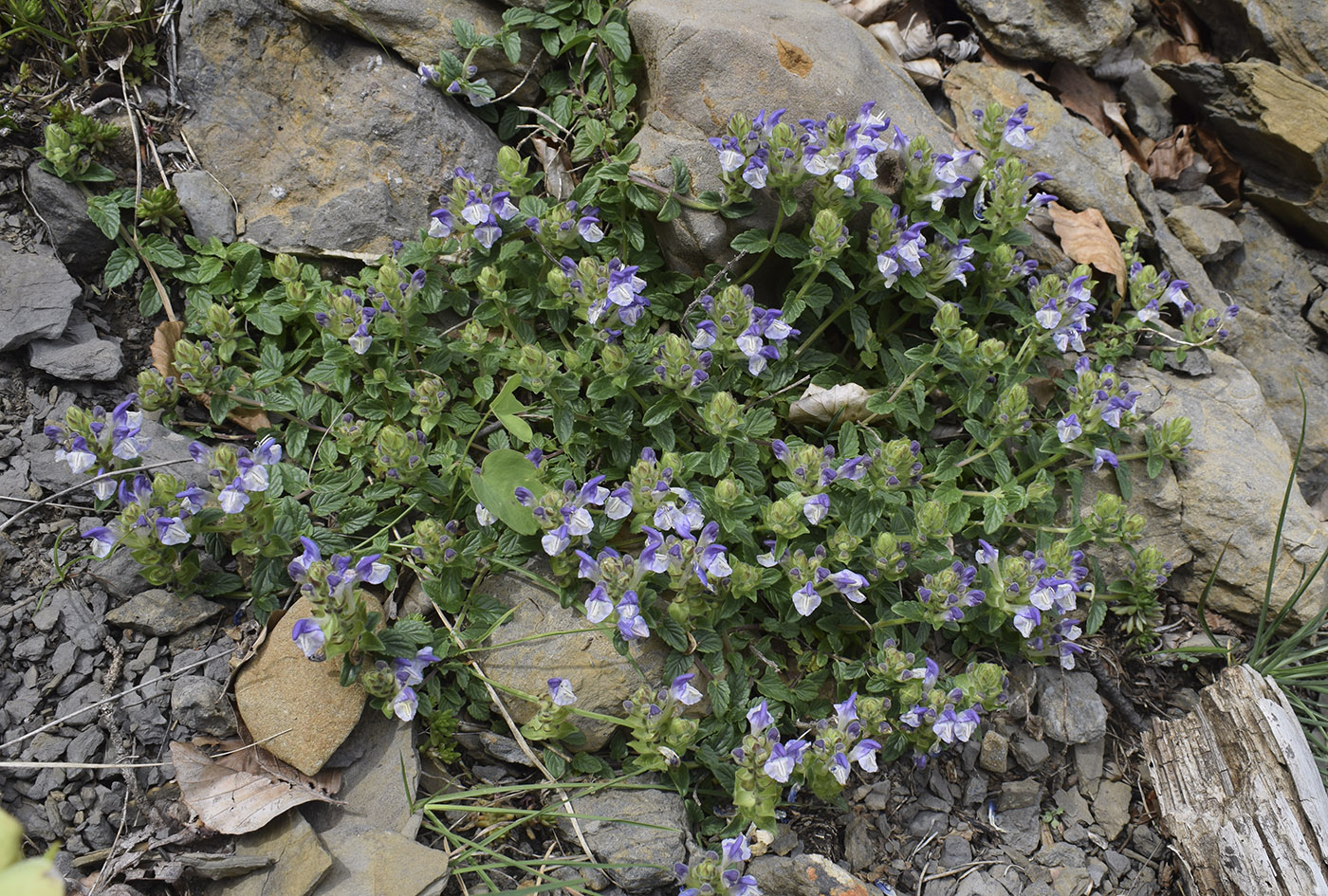 Изображение особи Scutellaria alpina.