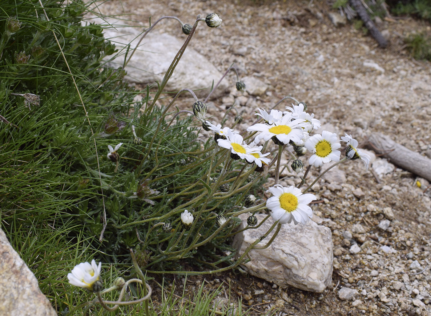 Изображение особи Leucanthemopsis alpina.