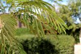 Albizia julibrissin. Листья. Казахстан, г. Актау, в городском озеленении. 22 июня 2021 г.