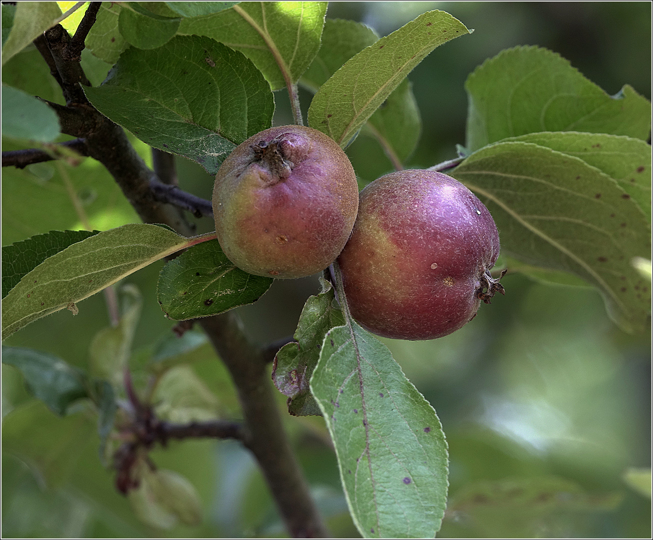 Image of Malus niedzwetzkyana specimen.