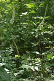 Cimicifuga simplex. Верхушки цветущих растений. Приморский край, Лазовский р-н, Лазовский заповедник, окр. кордона Америка. 17.08.2009.