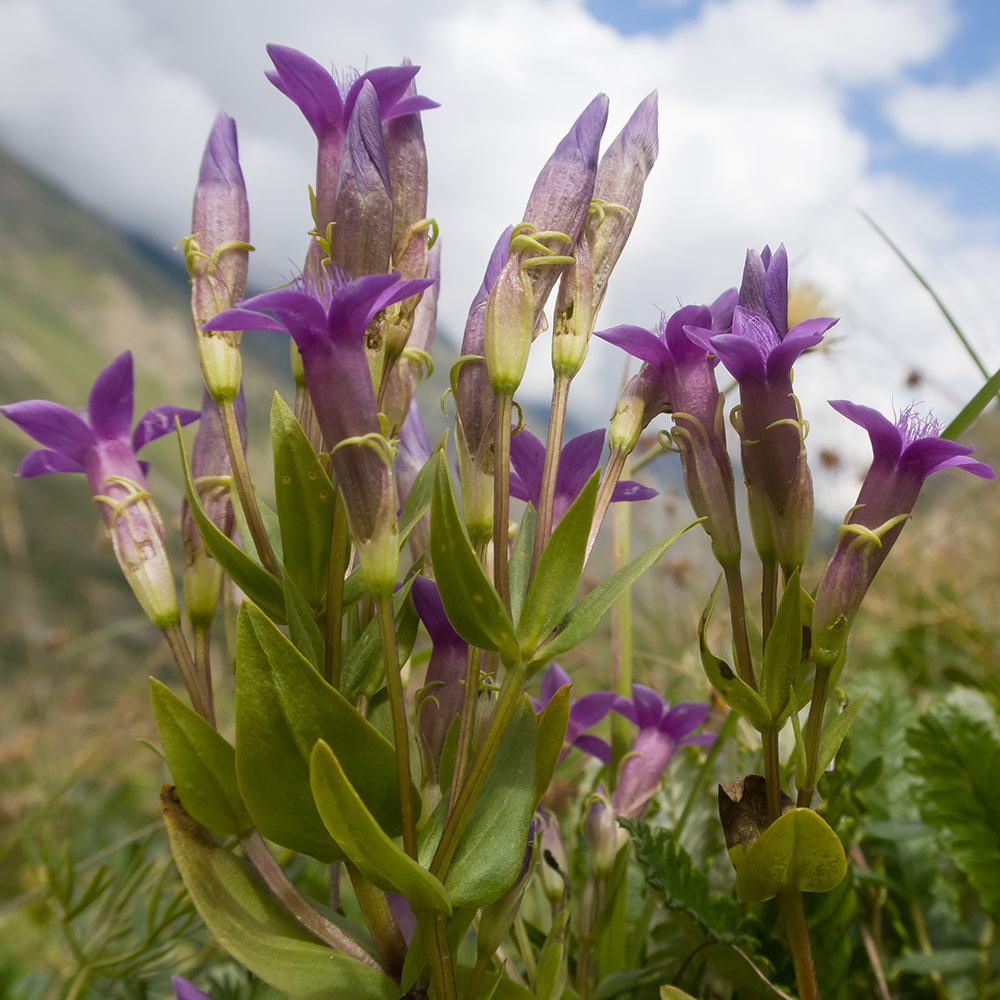 Изображение особи Gentianella caucasea.