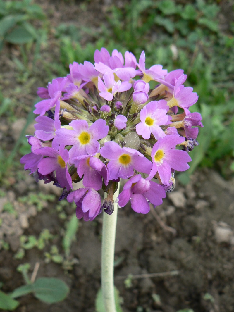 Image of Primula denticulata specimen.